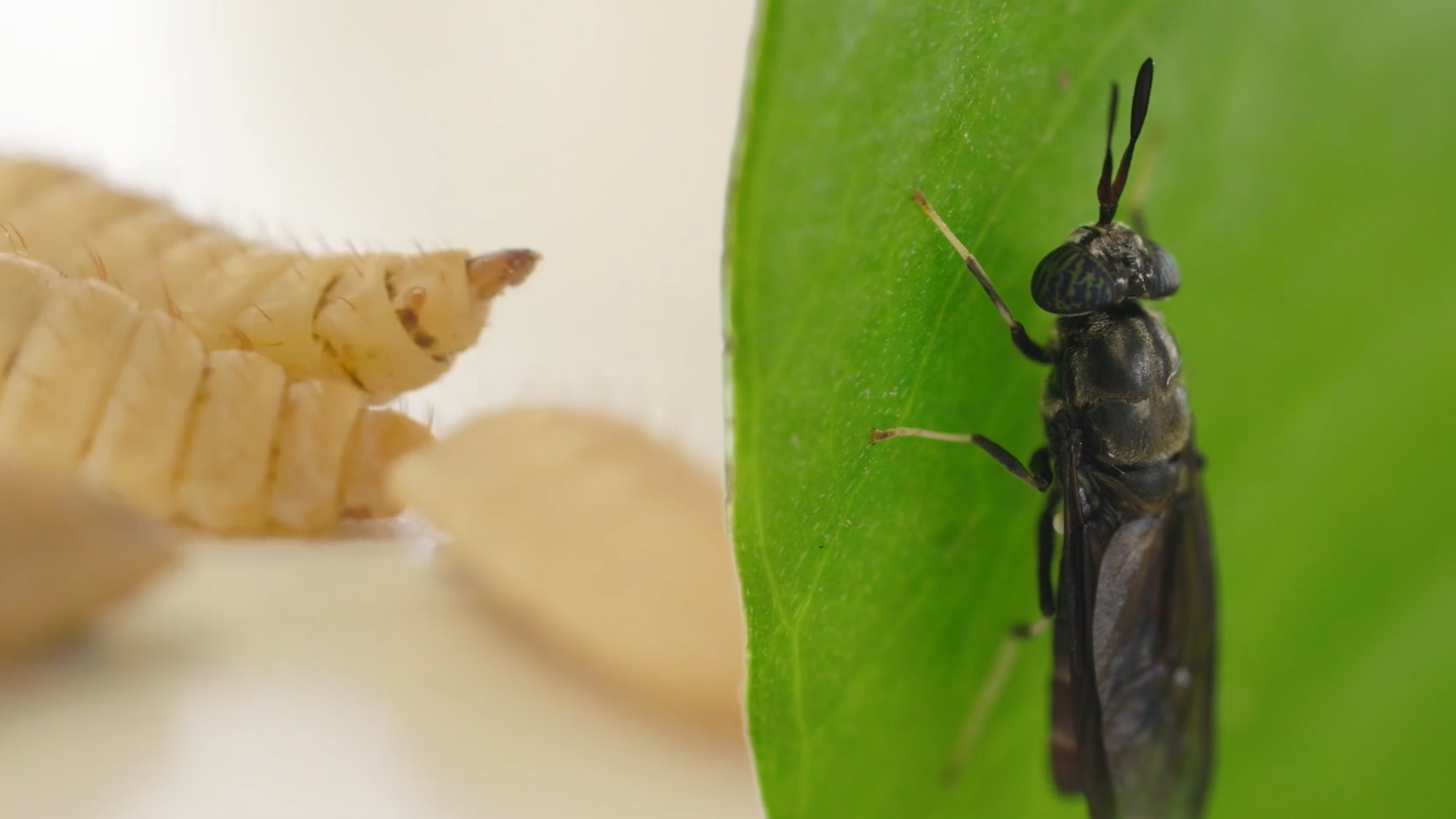 Black Soldier Fly larvae and mature fly.