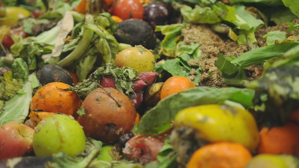 Australian startup Bardee transforms food waste using maggots